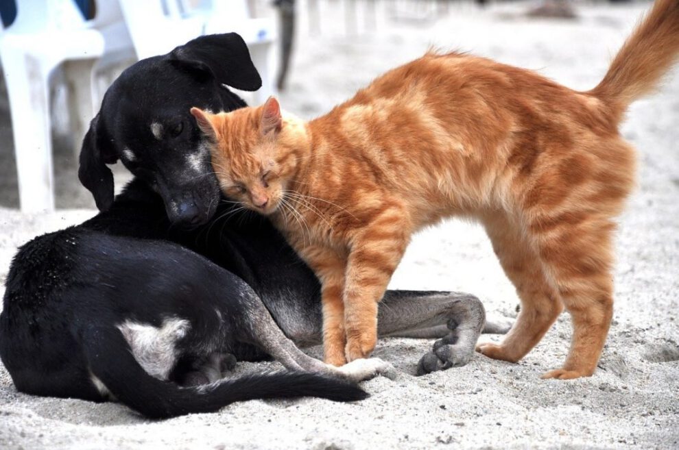 Variante británica del coronavirus afecta a perros y gatos