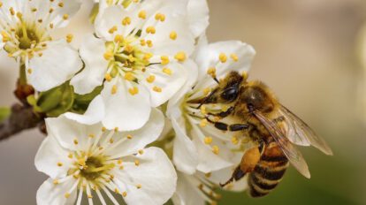 Ley Federal Apícola para proteger a las abejas