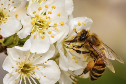 Ley Federal Apícola para proteger a las abejas