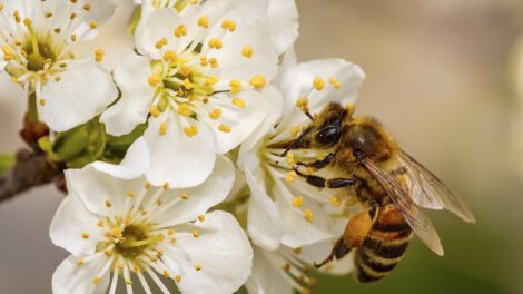 Ley Federal Apícola para proteger a las abejas