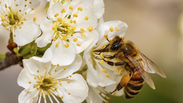Ley Federal Apícola para proteger a las abejas