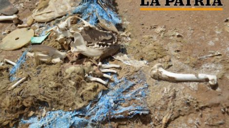 Cementerio clandestino de canes en cercanías del lago Uru Uru