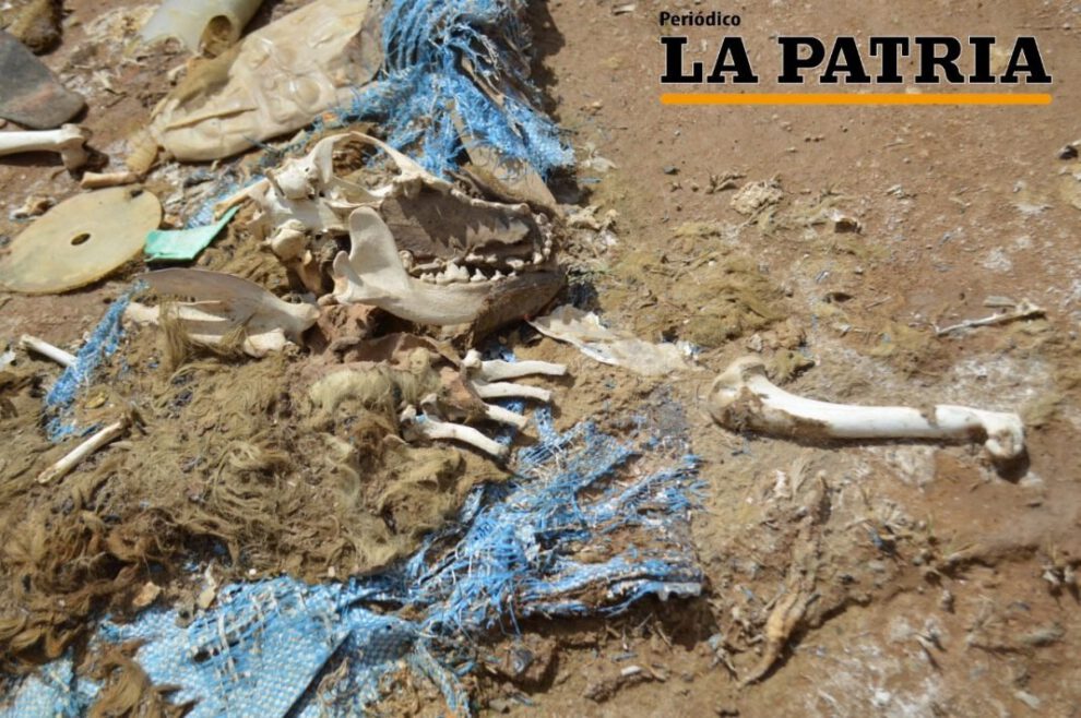 Cementerio clandestino de canes en cercanías del lago Uru Uru