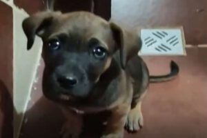 Cachorrita encontrada en Uyuni durante la limpieza del Cementerio de Trenes