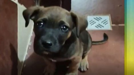 Cachorrita encontrada en Uyuni durante la limpieza del Cementerio de Trenes