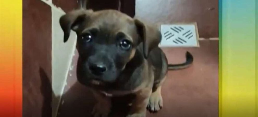 Cachorrita encontrada en Uyuni durante la limpieza del Cementerio de Trenes