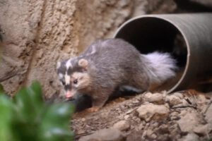 Tejón turón como posible transmisor del Covid-19