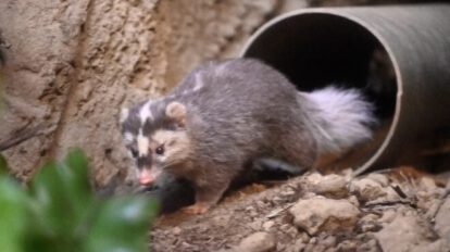 Tejón turón como posible transmisor del Covid-19