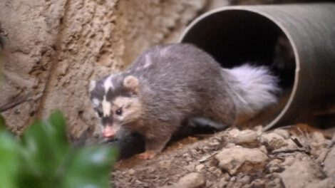 Tejón turón como posible transmisor del Covid-19