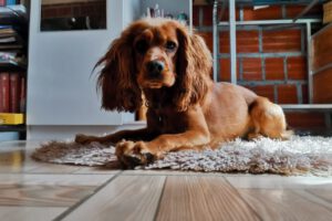 Vacuna contra Covid-19 para animales en la comodidad de su hogar