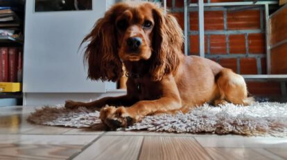 Vacuna contra Covid-19 para animales en la comodidad de su hogar