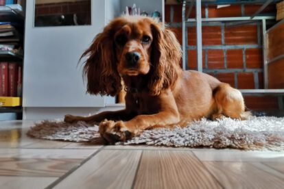 Vacuna contra Covid-19 para animales en la comodidad de su hogar