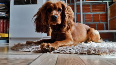 Vacuna contra Covid-19 para animales en la comodidad de su hogar