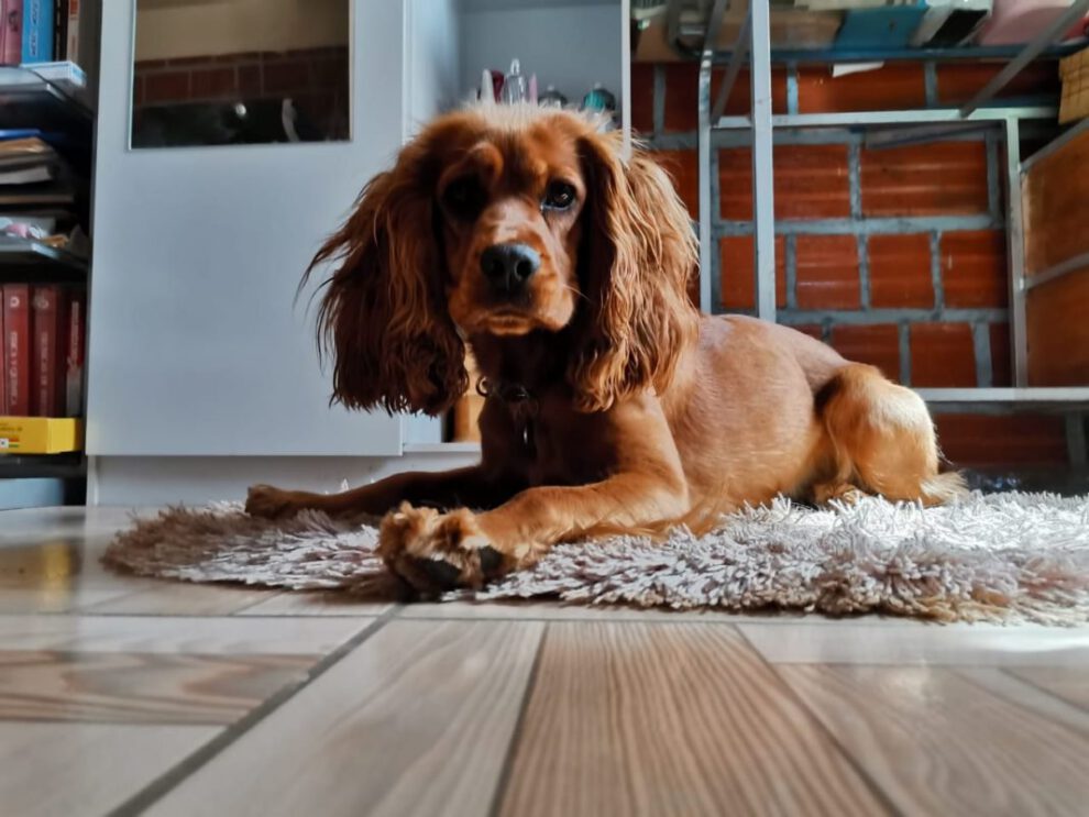 Vacuna contra Covid-19 para animales en la comodidad de su hogar