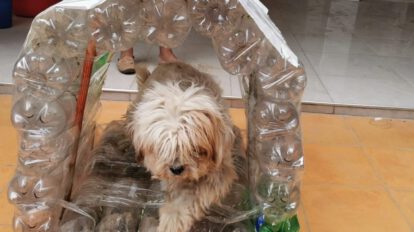 Casas ecológicas para mascotas en Cochabamba