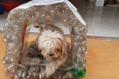 Casas ecológicas para mascotas en Cochabamba