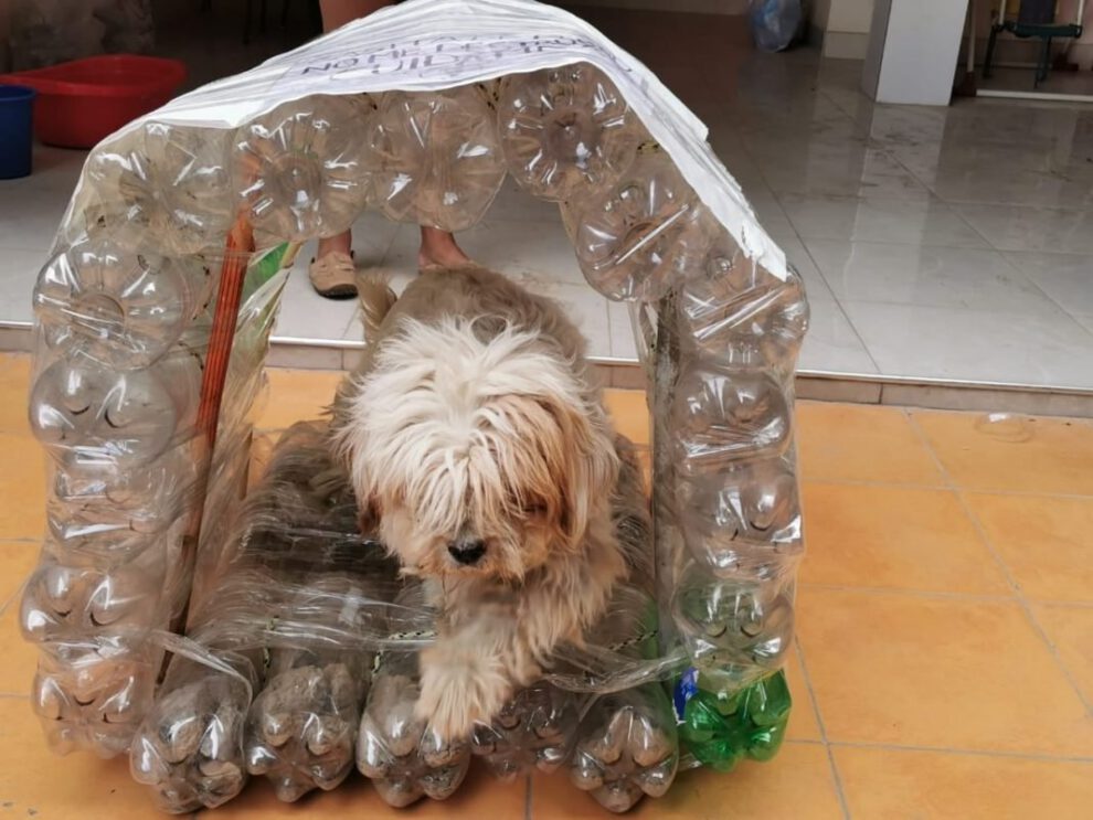 Casas ecológicas para mascotas en Cochabamba