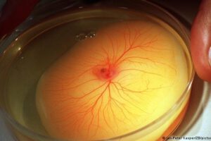 Investigaciones sobre la vacuna AstraZeneca y trombosis