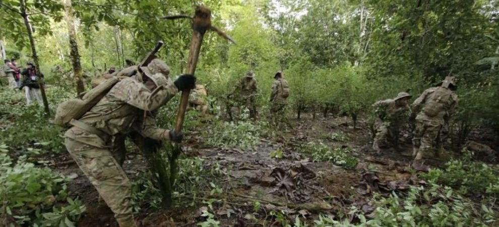 Producción de coca en Bolivia certificada ante la ONU