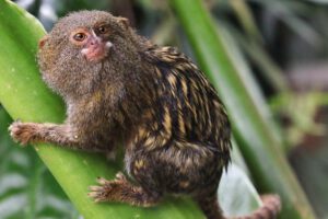 Descubrimiento del mono leoncillo, considerado el primate más pequeño del mundo