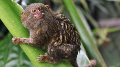 Descubrimiento del mono leoncillo, considerado el primate más pequeño del mundo