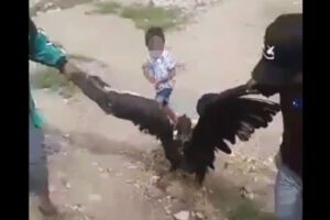 Maltrato al cóndor en Chuquisaca