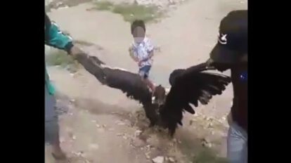 Maltrato al cóndor en Chuquisaca