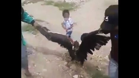 Maltrato al cóndor en Chuquisaca