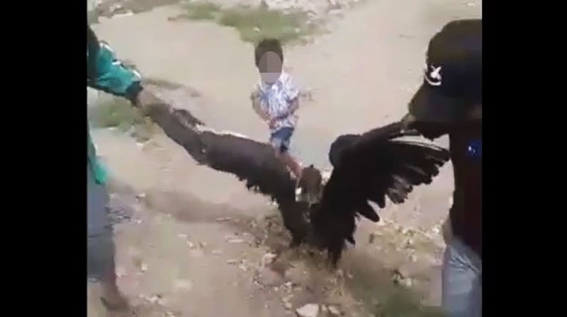 Maltrato al cóndor en Chuquisaca