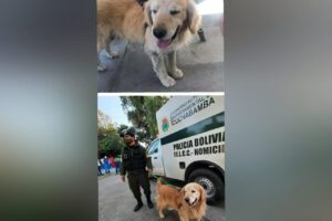 Perro ciego y sordo Max recuperado por la Policía Turística de Cochabamba