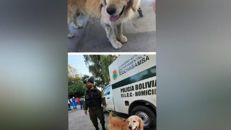 Perro ciego y sordo Max recuperado por la Policía Turística de Cochabamba