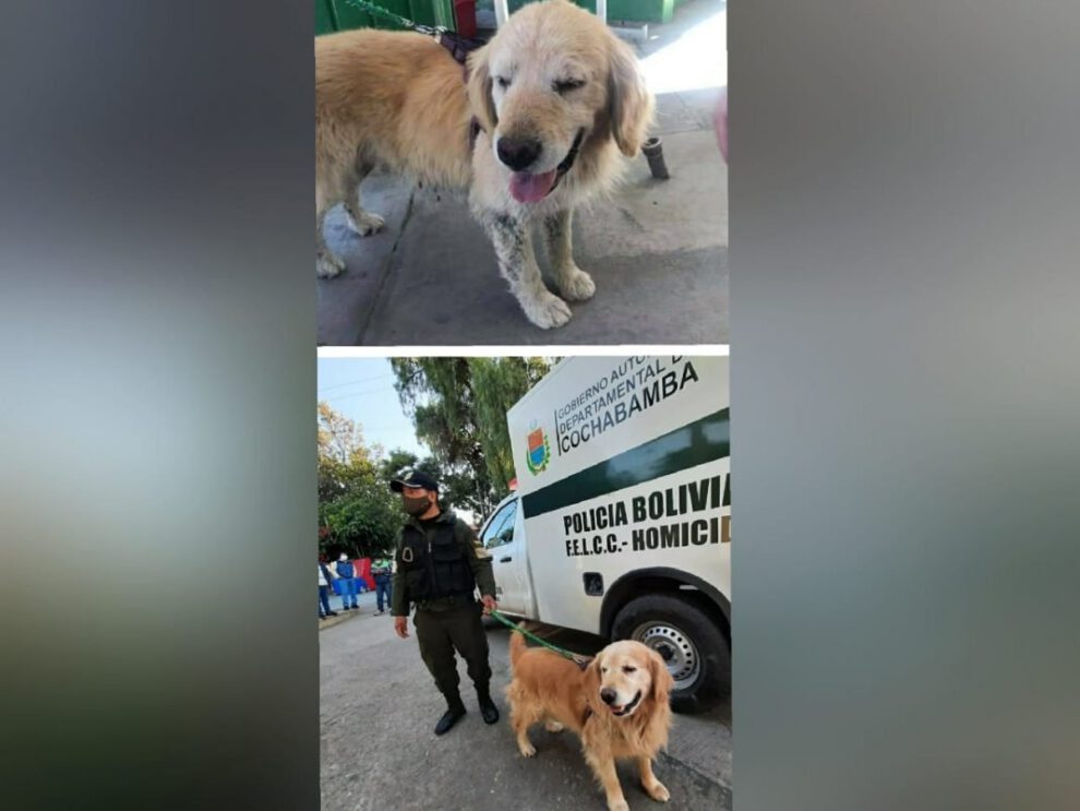 Perro ciego y sordo Max recuperado por la Policía Turística de Cochabamba