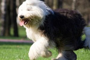 Perro pastor inglés en peligro de extinción en el Reino Unido