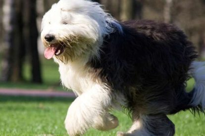 Perro pastor inglés en peligro de extinción en el Reino Unido