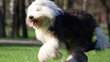 Perro pastor inglés en peligro de extinción en el Reino Unido
