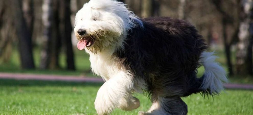 Perro pastor inglés en peligro de extinción en el Reino Unido