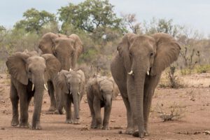 Cazador furtivo de rinocerontes muerto por elefantes en Sudáfrica