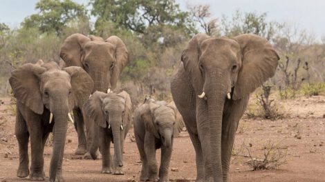 Cazador furtivo de rinocerontes muerto por elefantes en Sudáfrica