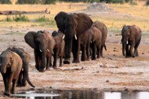 Zimbabue caza elefantes para financiar parques nacionales