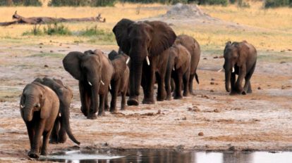 Zimbabue caza elefantes para financiar parques nacionales
