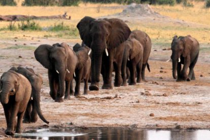 Zimbabue caza elefantes para financiar parques nacionales