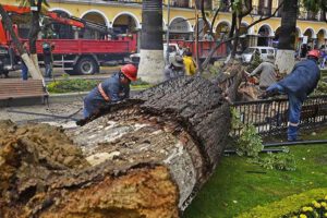 Retiro de palmera en Cochabamba
