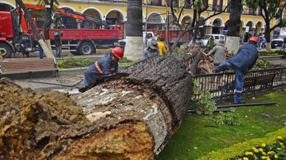 Retiro de palmera en Cochabamba