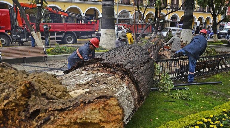 Retiro de palmera en Cochabamba