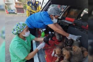 Rescate de cachorros en Cochabamba