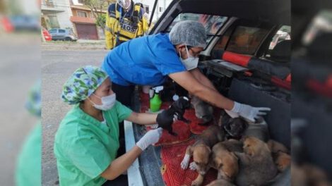 Rescate de cachorros en Cochabamba