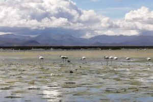 Día Internacional de las Aves Migratorias