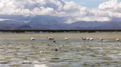 Día Internacional de las Aves Migratorias