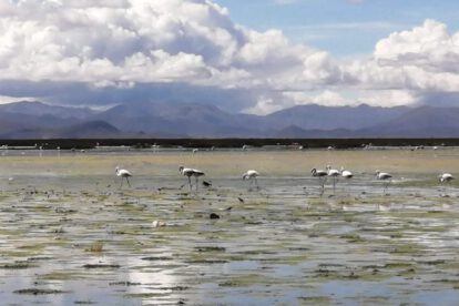 Día Internacional de las Aves Migratorias