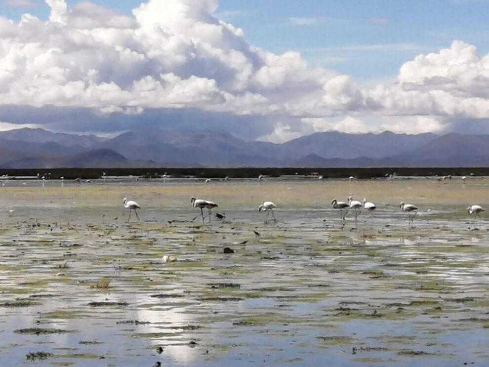 Día Internacional de las Aves Migratorias